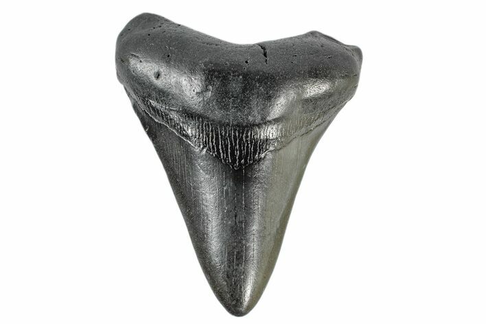 Fossil Megalodon Tooth - South Carolina #168776